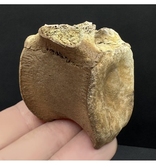 Rare Upper Cretaceous Dinosaur (Thescelosaurus) Caudal Tail Vertebra from Hell Creek Formation, South Dakota, USA (SKU V7872):- Thescelosaurus neglectus