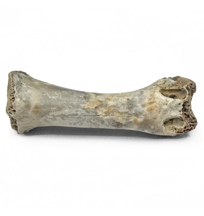 Rare Upper Cretaceous Dinosaur (Thescelosaurus) Toe Bone from Hell Creek Formation, Montana, USA (SKU V7937):- Thescelosaurus neglectus