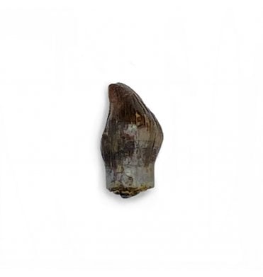 Rare Upper Cretaceous Dinosaur (Thescelosaurus) Tooth from the Hell Creek Formation, Montana, USA (SKU V5483):- Thescelosaurus neglectus