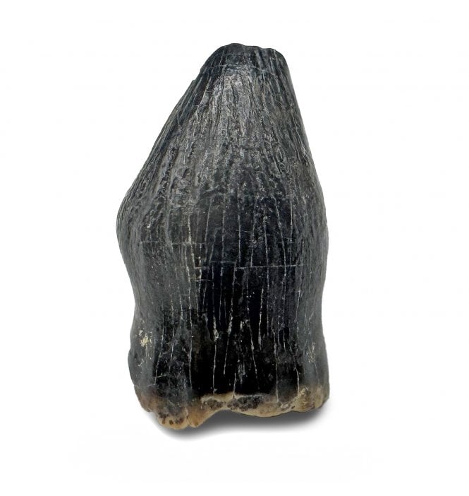 Rare Upper Cretaceous Dinosaur (Thescelosaurus) Tooth from the Hell Creek Formation, Montana, USA (SKU V7933):- Thescelosaurus neglectus