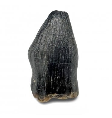 Rare Upper Cretaceous Dinosaur (Thescelosaurus) Tooth from the Hell Creek Formation, Montana, USA (SKU V7933):- Thescelosaurus neglectus