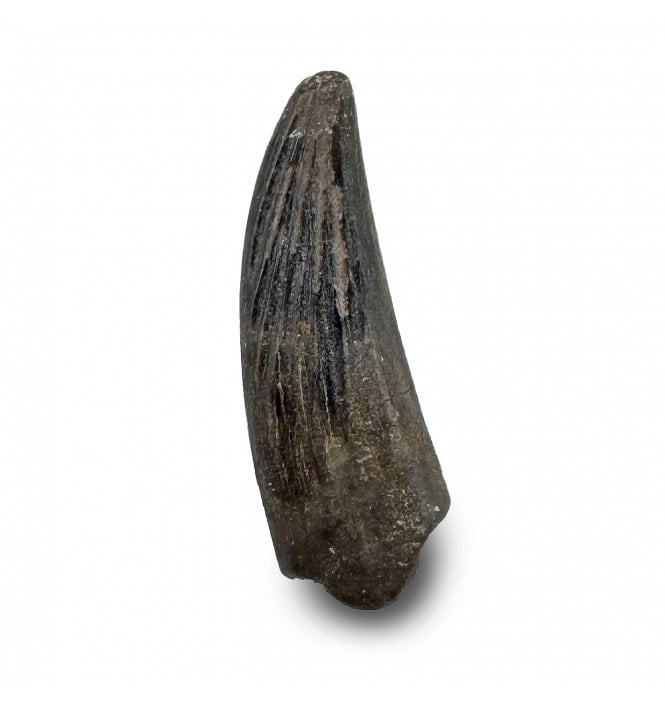 Rare Upper Cretaceous Dinosaur Troodontid Theropod Tooth from Hell Creek Formation, Montana, USA (SKU V8501):- Paronychodon cf. caperatus