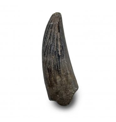 Rare Upper Cretaceous Dinosaur Troodontid Theropod Tooth from Hell Creek Formation, Montana, USA (SKU V8501):- Paronychodon cf. caperatus