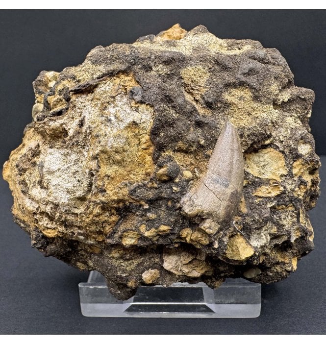Rare Upper Cretaceous Dinosaur (Tyrannosaurus) Theropod Tooth from Hell Creek Formation, Montana, USA (SKU V7859):- Nanotyrannus lancensis