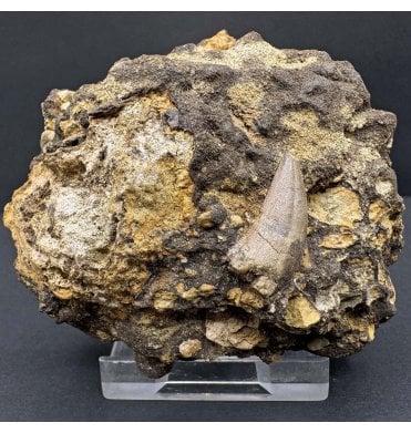 Rare Upper Cretaceous Dinosaur (Tyrannosaurus) Theropod Tooth from Hell Creek Formation, Montana, USA (SKU V7859):- Nanotyrannus lancensis