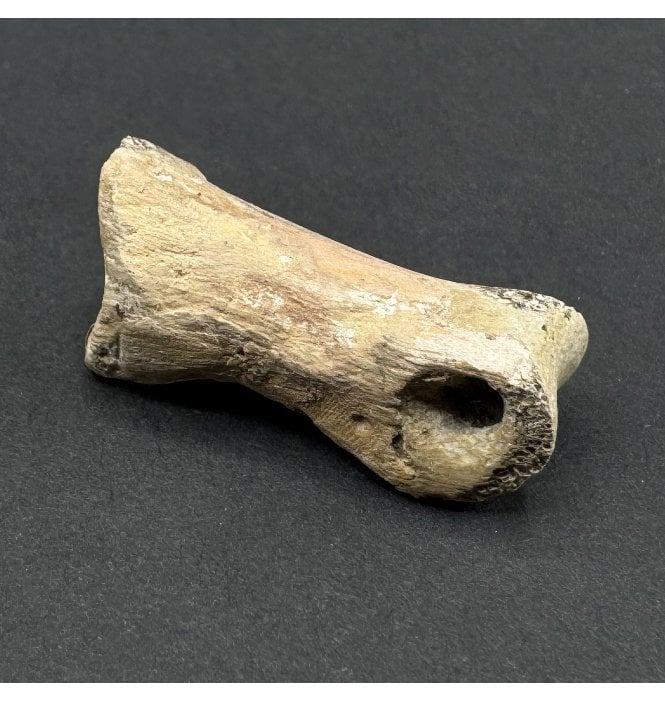 Rare Upper Cretaceous Dromeosaurus Dinosaur Toe Bone from Hell Creek Formation, Montana, USA (SKU V8562):- Saurornitholestes cf. langstoni