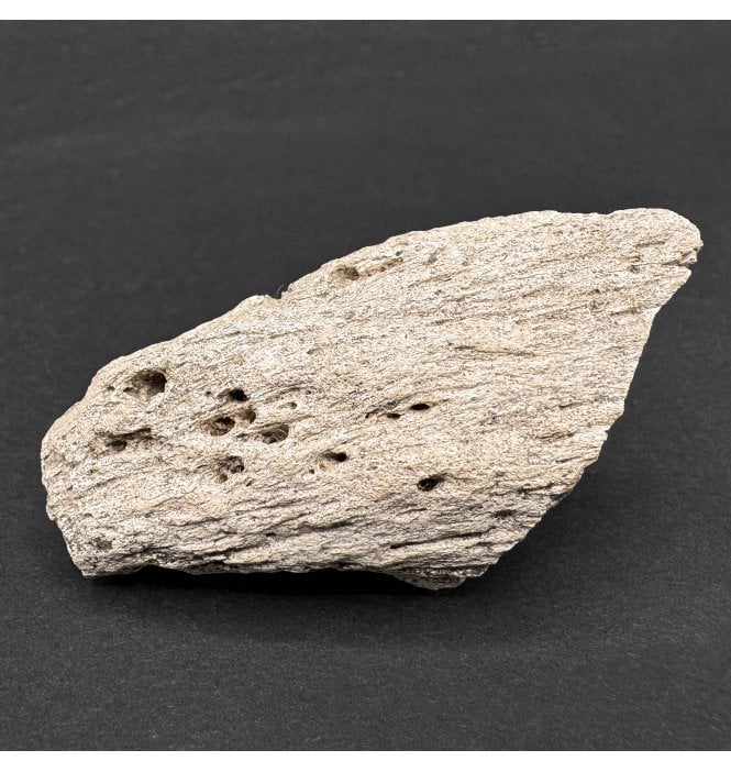 Rare Upper Cretaceous Theropod (Abeilsaurid) Dinosaur Claw from Madagascar (SKU V6962):- Majungasaurus crenatissimus