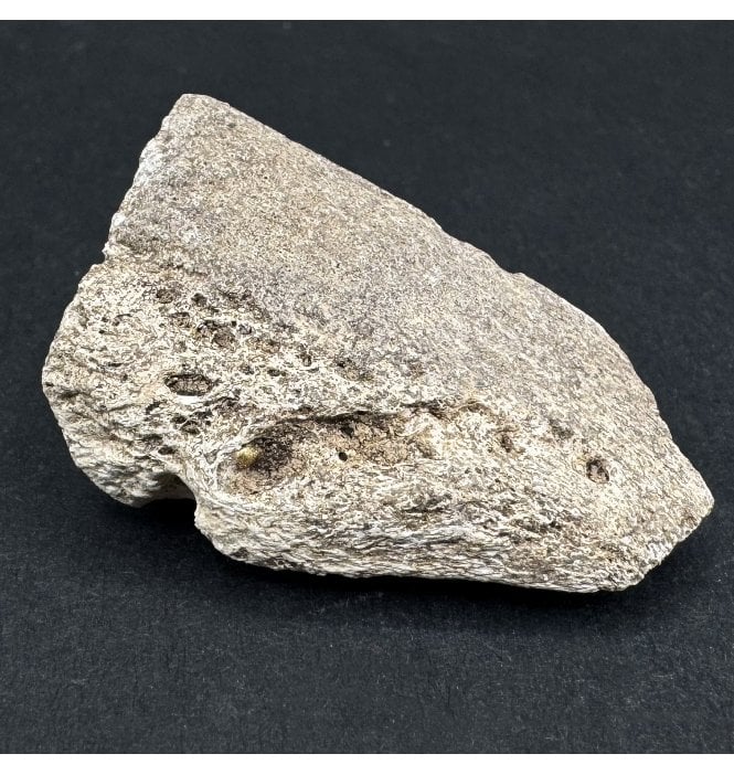 Rare Upper Cretaceous Theropod (Abeilsaurid) Dinosaur Claw from Madagascar (SKU V7522):- Majungasaurus crenatissimus