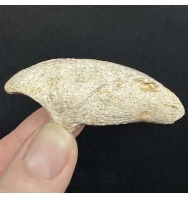Rare Upper Cretaceous Theropod (Abeilsaurid) Dinosaur Manus Claw from Madagascar (SKU V8957):- Majungasaurus (Majungatholus) crenatissimus