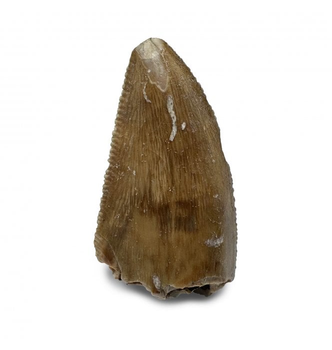 Rare Upper Cretaceous Theropod (Abeilsaurid) Dinosaur Tooth from Madagascar (SKU V6210):- Majungasaurus crenatissimus