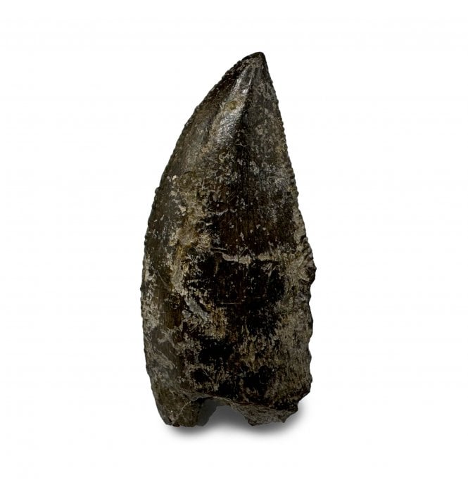 Rare Upper Cretaceous Theropod (Abeilsaurid) Dinosaur Tooth from Madagascar (SKU V6211):- Majungasaurus crenatissimus