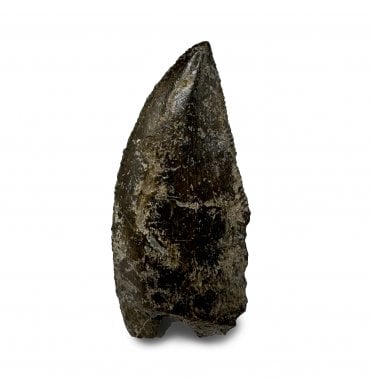 Rare Upper Cretaceous Theropod (Abeilsaurid) Dinosaur Tooth from Madagascar (SKU V6211):- Majungasaurus crenatissimus