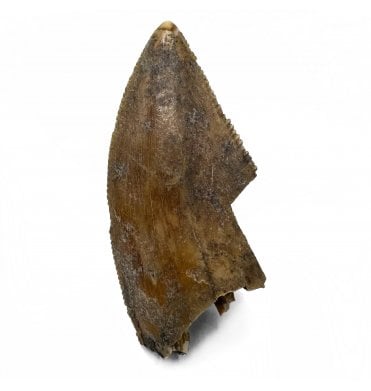 Rare Upper Cretaceous Theropod (Abeilsaurid) Dinosaur Tooth from Madagascar (SKU V6956):- Majungasaurus crenatissimus