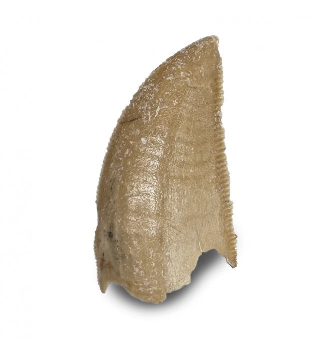 Rare Upper Cretaceous Theropod (Abeilsaurid) Dinosaur Tooth from Madagascar (SKU V8567):- Majungasaurus crenatissimus