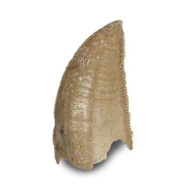 Rare Upper Cretaceous Theropod (Abeilsaurid) Dinosaur Tooth from Madagascar (SKU V8567):- Majungasaurus crenatissimus