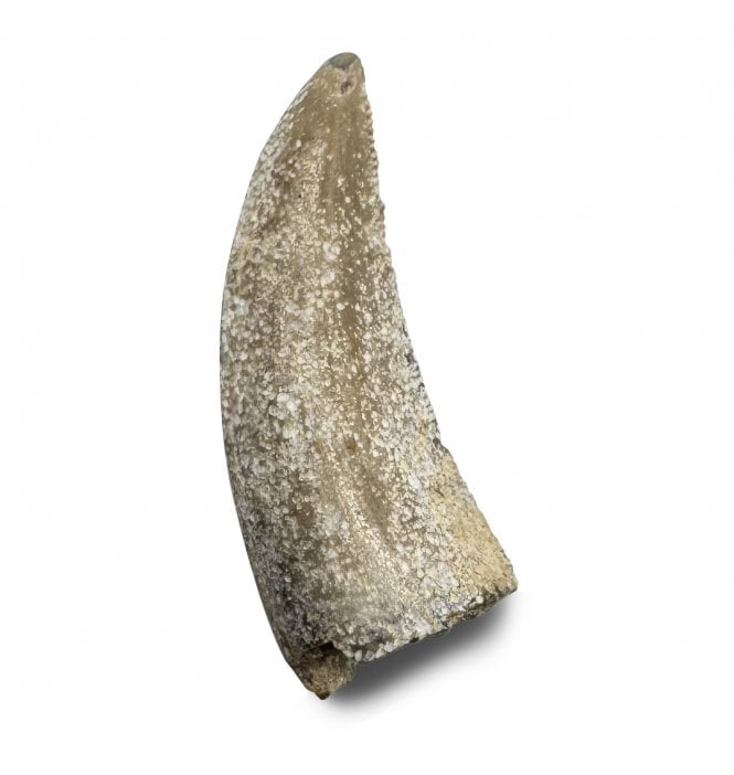 Rare Upper Cretaceous Theropod (Abeilsaurid-Noasauridae) Dinosaur Tooth from Madagascar (SKU V8640):- Masiakasaurus knopfleri