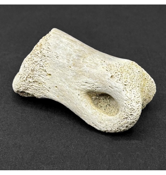 Rare Upper Cretaceous Thescelosaurus Dinosaur Toe Bone from Hell Creek Formation, Montana, USA (SKU V8649):- Thescelosaurus neglectus