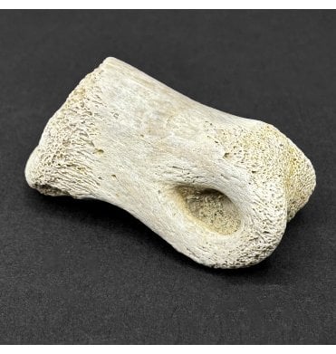 Rare Upper Cretaceous Thescelosaurus Dinosaur Toe Bone from Hell Creek Formation, Montana, USA (SKU V8649):- Thescelosaurus neglectus