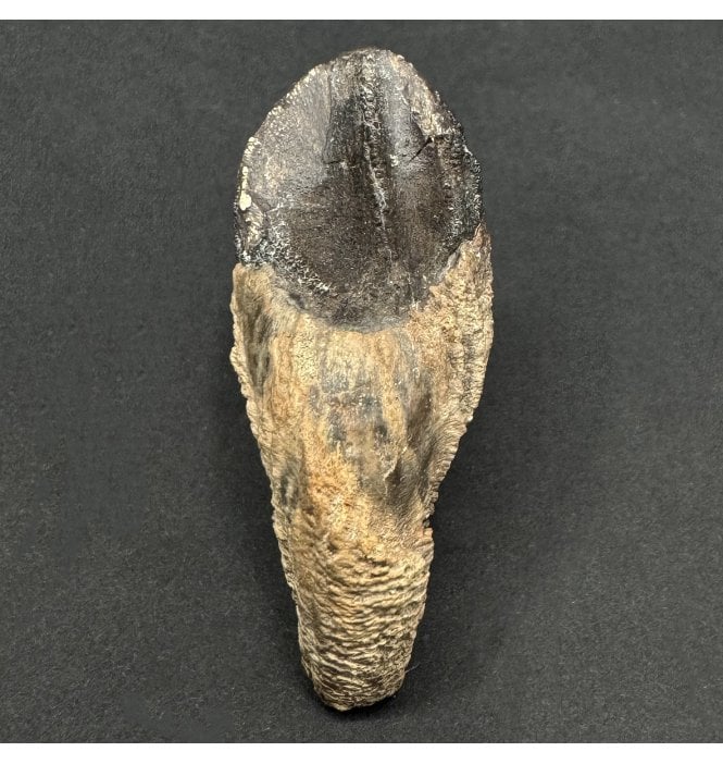 Rare Upper Cretaceous Triceratops Dinosaur Tooth from Hell Creek Formation, South Dakota, USA (SKU V8573):- Triceratops horridus