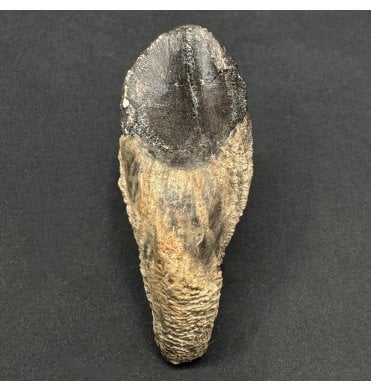 Rare Upper Cretaceous Triceratops Dinosaur Tooth from Hell Creek Formation, South Dakota, USA (SKU V8573):- Triceratops horridus