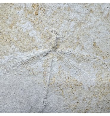 Rare Upper Jurassic Fossil Dragonfly from Solnhofen, Germany (SKU OF4460):- Mesuropetula muensteri