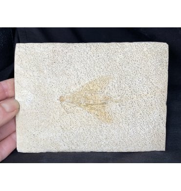 Rare Upper Jurassic Fossil Insect (Wasp) from Solnhofen, Germany (SKU OF1171):- Myrmicium (Pseudosirex) schroeteri