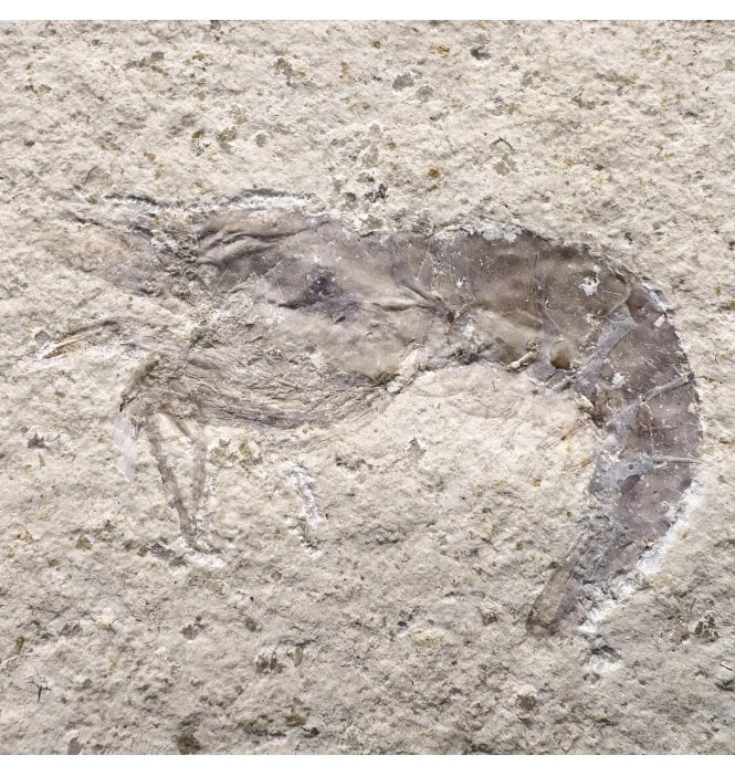 Rare Upper Jurassic Fossil Prawn from Solnhofen, Eichstatt, Germany (SKU OF3772):- Hefriga sp indet.