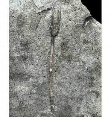 Rare Upper Ordovician Crinoid from Ontario, Canada (SKU OF OF2808):- Daedalocrinus bellevillensis