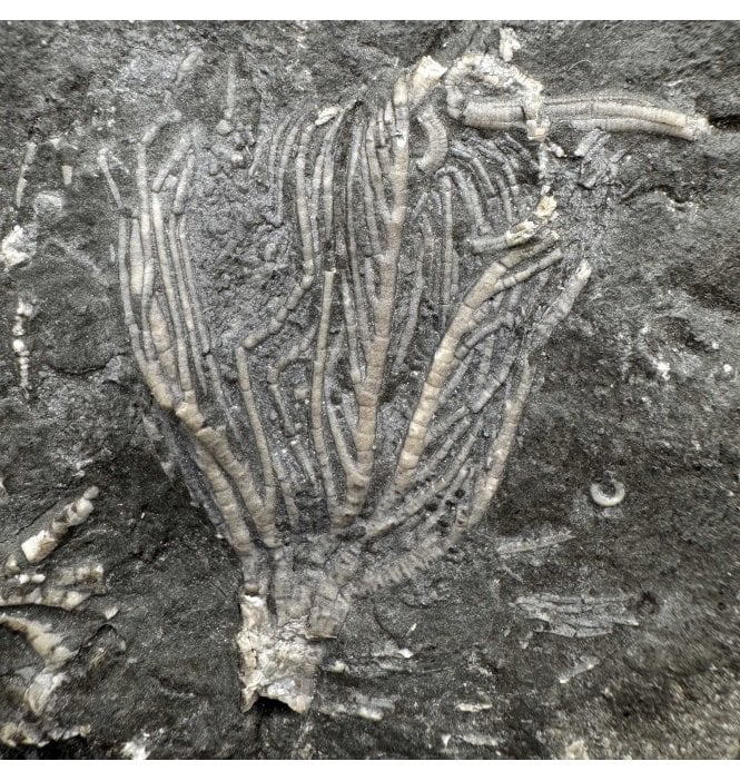 Rare Upper Ordovician Crinoid from Ontario, Canada (SKU OF OF3873):- Daedalocrinus bellevillensis