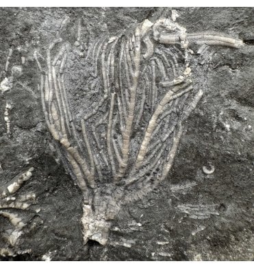 Rare Upper Ordovician Crinoid from Ontario, Canada (SKU OF OF3873):- Daedalocrinus bellevillensis