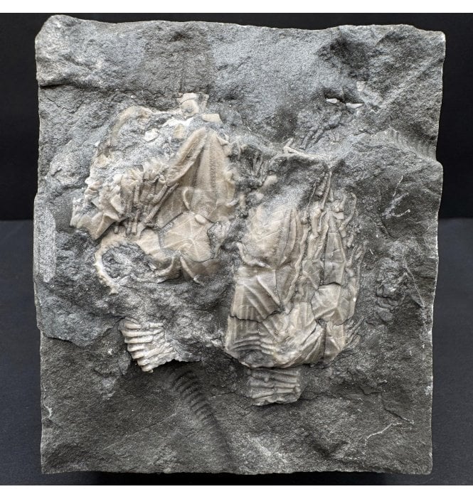 Rare Upper Ordovician Cystoid from Ontario, Canada (SKU OF OF3888):- Glyptcystites multiporus