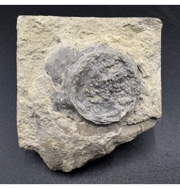 Rare Upper Ordovician Edrioasteroid from Ontario, Canada (SKU OF3130):- Cryptogoleus chapmani