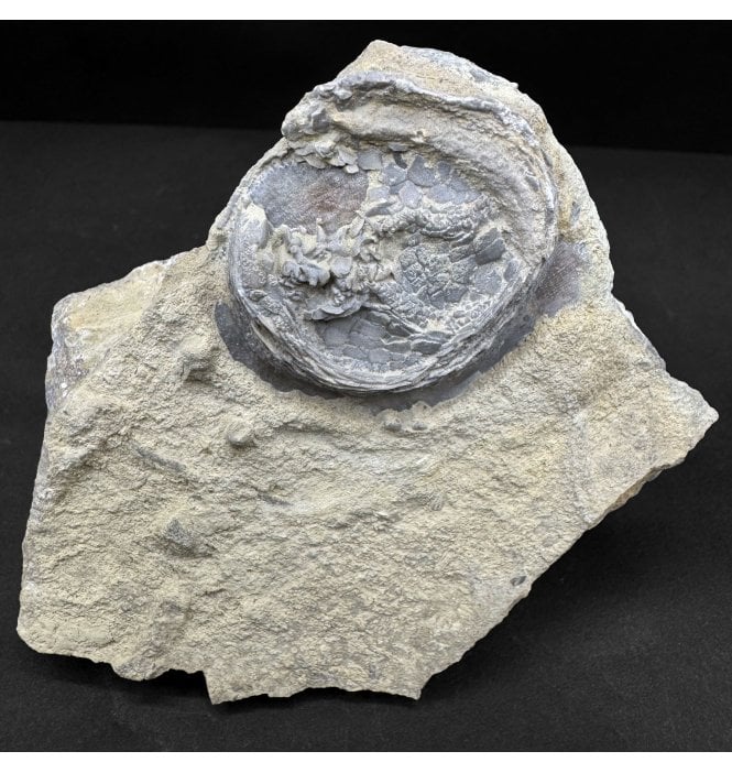 Rare Upper Ordovician Edrioasteroid from Ontario, Canada (SKU OF4304):- Cryptogoleus chapmani