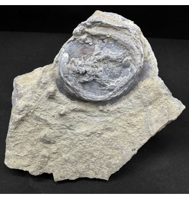 Rare Upper Ordovician Edrioasteroid from Ontario, Canada (SKU OF4304):- Cryptogoleus chapmani