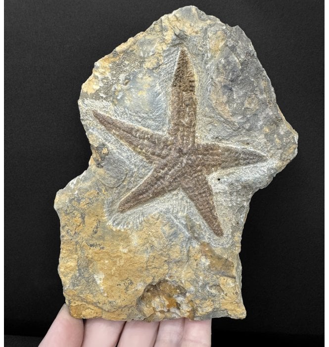 Rare Upper Ordovician Fossil Starfish (Asteroidea) from Morocco, North Africa (SKU OF4411):- Asteroidea sp.