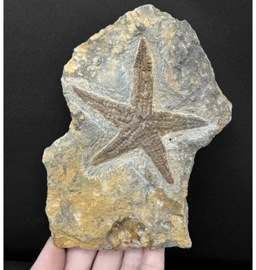 Rare Upper Ordovician Fossil Starfish (Asteroidea) from Morocco, North Africa (SKU OF4411):- Asteroidea sp.
