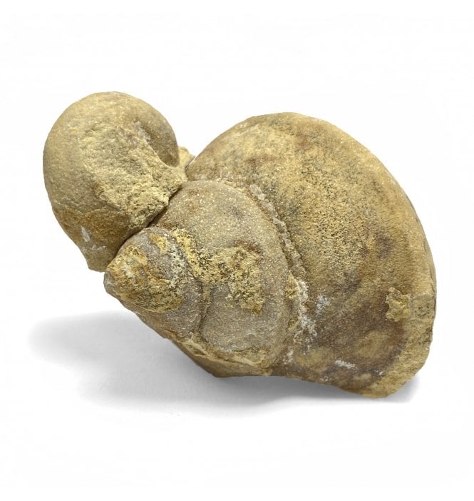 Rare Upper Ordovician Gastropods from Wisconsin, USA (SKU OF1762):- Clathrospira subconica and Sinuites rectangularis