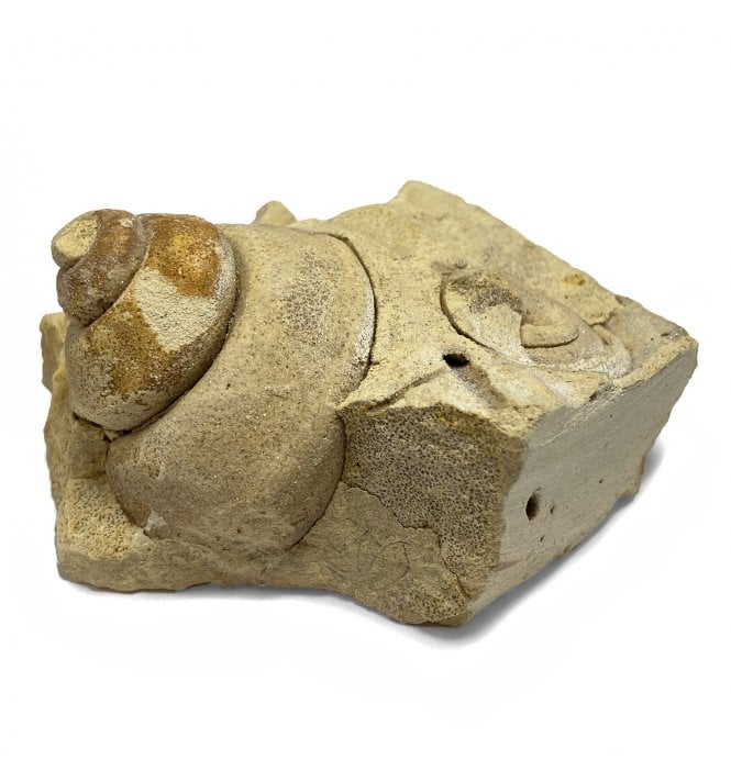 Rare Upper Ordovician Septate Gastropods from Wisconsin, USA (SKU OF1761):- Clathrospira subconica