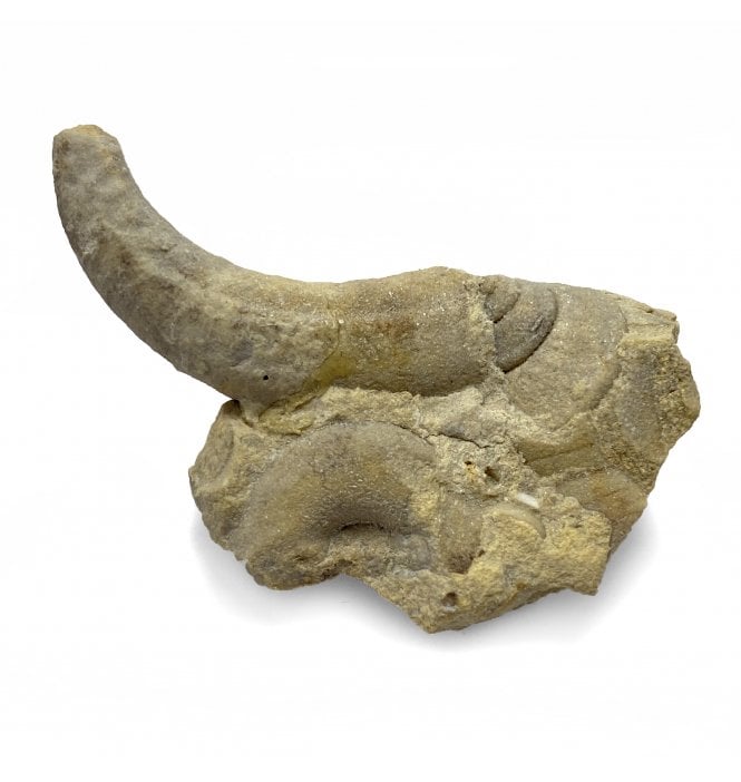 Rare Upper Ordovician Septate Gastropods from Wisconsin, USA (SKU OF1828):- Ecculiomphalus undulates and Clathrospira subconica