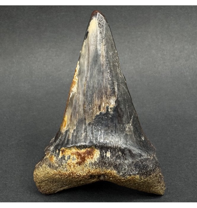 Rare Upper Pliocene Fossil Great White Shark Tooth from Chile, South America (SKU V8794):- Carcharodon carcharias