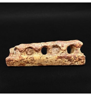 Rare Upper Triassic Phytosaur Jaw Fragment from Arizona, USA (SKU V8811)