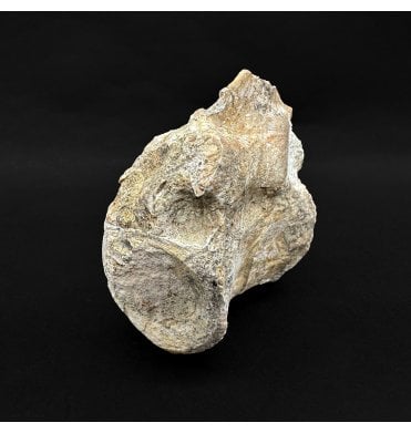 Rare Upper Triassic Phytosaur Vertebra from Arizona, USA (SKU V8810)