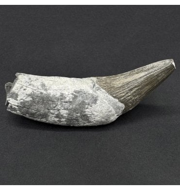 Rare Waipatiidae (Primitive Dolphin) Canine Tooth from the Oligocene, South Carolina, USA (SKU V8401):- Waipatia sp.