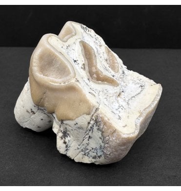 Rhino Tooth from the Pliocene of Oklahoma, USA (SKU V8553):- Teleoceras sp
