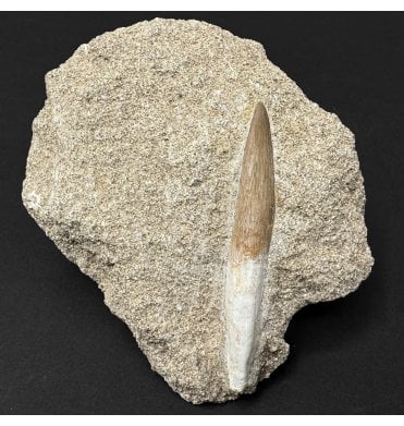 Rooted 2 Inch Cretaceous Plesiosaurus Tooth from Morocco (SKUV9251):- Zarafasaura oceanis