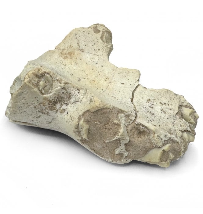 ‘Running Rhino’ Chin Bone with Teeth South Dakota, USA (SKU V8615):- Hyracodon nebrascensis