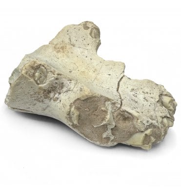 ‘Running Rhino’ Chin Bone with Teeth South Dakota, USA (SKU V8615):- Hyracodon nebrascensis