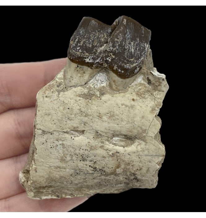 ‘Running Rhino’ Jaw with Tooth from the Early Oligocene, South Dakota, USA (SKU V5138):- Hyracodon nebrascensis
