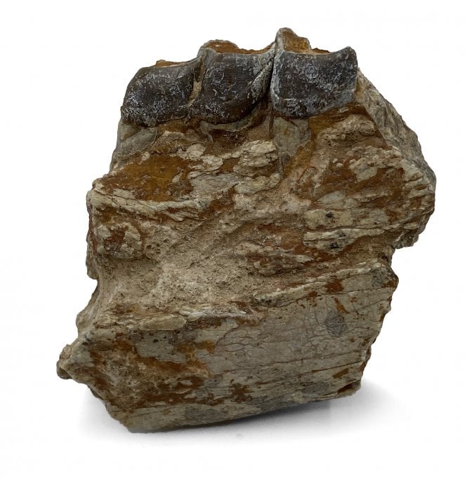 ‘Running Rhino’ Jaw with Tooth from the Early Oligocene, South Dakota, USA (SKU V5142):- Hyracodon nebrascensis