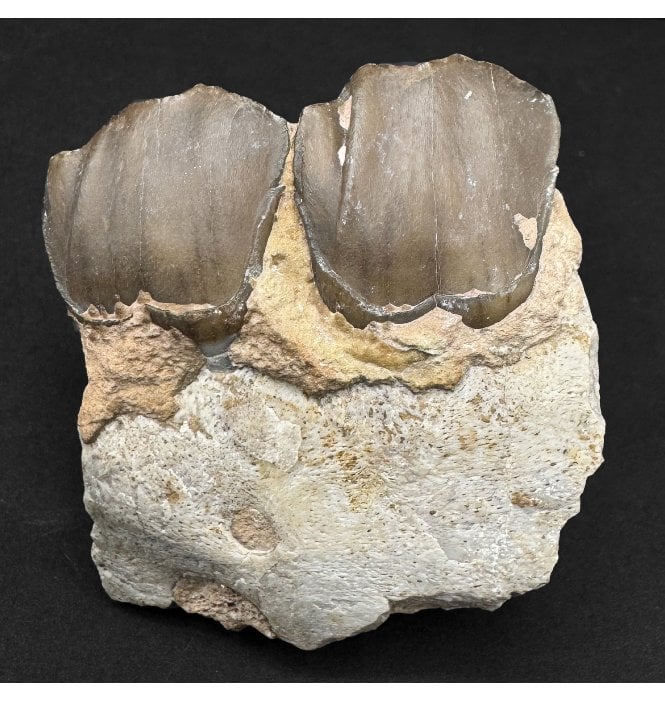 “Running Rhino” Partial Jaw with Teeth from the Early Oligocene of South Dakota, USA (SKU V8737):- Hyracodon nebraskensis